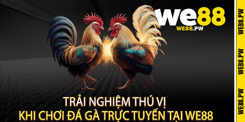 Đá Gà We88 - Cực phẩm đấu trường, Thắng cực đã tay 3 Trải Nghiệm Thú Vị Khi Chơi Đá Gà Trực Tuyến Tại We88